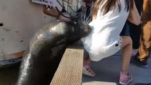 Lobo marino arrastra a una peque&ntilde;a ni&ntilde;a bajo el agua y es rescatada por turista (V&Iacute;DEO)