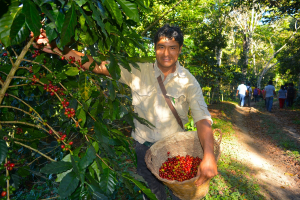Concurso &ldquo;Taza Dorada Per&uacute; 2021&rdquo; busca consolidar liderazgo peruano en ventas de caf&eacute; de comercio justo