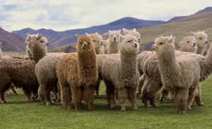 Exportaciones textiles y de confecciones crecer&iacute;an este a&ntilde;o por mayor innovaci&oacute;n
