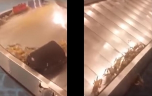 V&iacute;deo se viraliza tras mostrar a cangrejos invadiendo un aeropuerto