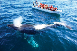 Cinco razones para no perderse la temporada de avistamiento de ballenas en Riviera Nayarit