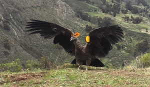 SERFOR libera c&oacute;ndor andino en sierra lime&ntilde;a tras un a&ntilde;o de exitosa recuperaci&oacute;n
