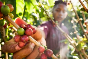 Accor Sudam&eacute;rica expandir&aacute; su programa Plant for the Planet a las plantaciones de caf&eacute; en Colombia (V&Iacute;DEO)