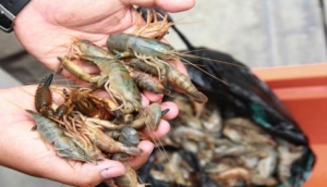 Veda del camar&oacute;n de r&iacute;o inicia el 01 de Enero hasta el 31 de marzo del 2019