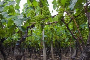Puro uvas, puro vinos, puro CASCAS (Informe especial)
