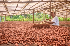 Cacao de Hu&aacute;nuco finalista en el internacional Cocoa Awards