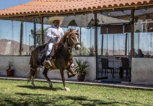 Declaran Patrimonio Cultural de la Naci&oacute;n a los conocimientos del Chal&aacute;n para crianza del Caballo Peruano de Paso