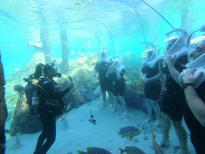 Discovery Cove: disfrute del para&iacute;so tropical y el mundo marino