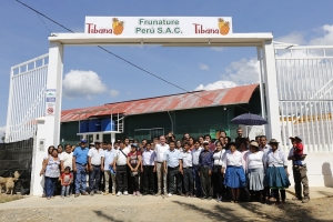 Mincetur: productores del Vraem exportar&aacute;n 400 toneladas de pi&ntilde;a fresca certificada