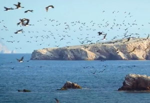 La Reserva Nacional de Paracas cumple 45 a&ntilde;os, uno de los puntos m&aacute;s hermosos de biodiversidad en Per&uacute; (V&Iacute;DEO)