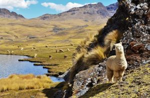 Per&uacute; se une al gigante tecnol&oacute;gico Tencent para promocionar el turismo y la alpaca en China (V&Iacute;DEO)