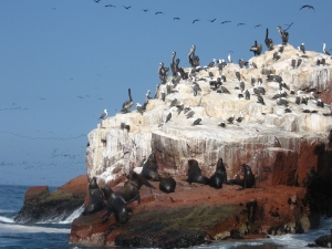 Conoce Paracas: &iexcl;entre las mejores playas de Per&uacute;!