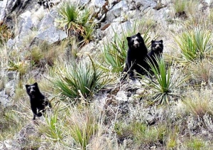 Familia de osos andinos pasea cerca de Machu Picchu tras ausencia de turistas por cuarentena