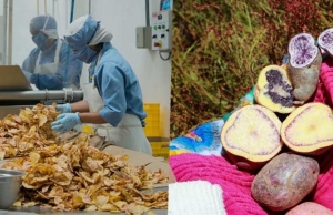 Chips de papa nativa de Huancavelica triunfan en Europa