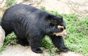 El 30% de Reserva de Vida Silvestre Laquipampa es dedicada al turismo