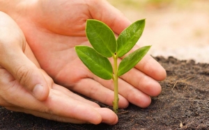 KLM donar&aacute; un &aacute;rbol para la replantaci&oacute;n por cada billete vendido durante un mes