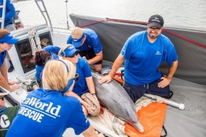 SeaWorld sobrepasa 36 mil animales rescatados; prueba de su duradero compromiso de protecci&oacute;n al planeta