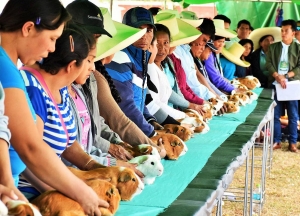 Pachacamac: Vuelve "8va edici&oacute;n del Misky Cuy"
