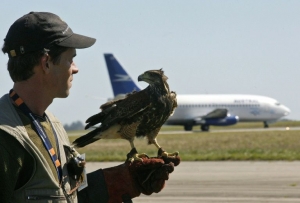 Aeropuertos a la b&uacute;squeda de soluciones contra las temidas colisiones con aves