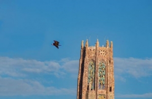 Bok Tower Gardens ofreci&oacute; concierto del D&iacute;a de la Tierra para p&aacute;jaros y flores silvestres