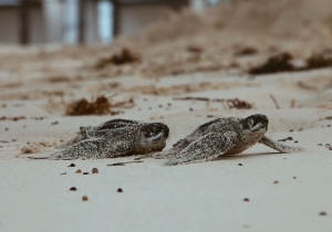 Hard Rock Hotel &amp; Casino Punta Cana fortalece acciones de desarrollo sostenible y pone en marcha programa de conservaci&oacute;n de tortugas marinas