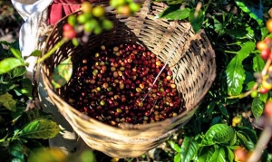 Per&uacute; destacar&aacute; en principales ferias de caf&eacute;s especiales del mundo