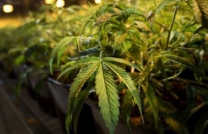 Fumar con las estrellas: el turismo del cannabis crece en California