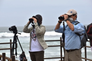 Avistamiento de aves marinas: playa de Miraflores se convirti&oacute; en relax durante pandemia