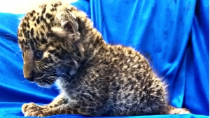 Pasajero es detenido en aeropuerto de India por llevar un cachorro de leopardo en su equipaje de mano