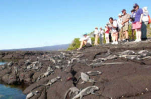Gal&aacute;pagos perdi&oacute; el 73% de su turismo en 2020