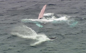 Panam&aacute;: lanzan en playa El Arenal temporada de avistamiento de ballenas