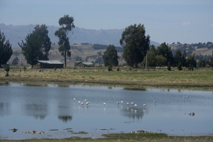 Ayacucho: en la ruta de las papas nativas