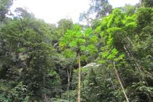 Tarapoto en 3 d&iacute;as