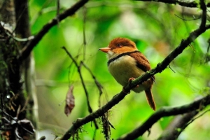 Pucallpa ser&aacute; sede del Primer Festival de Observaci&oacute;n de Aves Amaz&oacute;nico