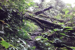 Sendero tur&iacute;stico en Santuario Pampa Hermosa cierra temporalmente