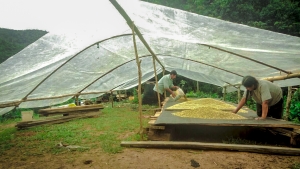 Caf&eacute; &ldquo;Kori&rdquo; del valle de Tambopata se degustar&aacute;  en Rusia