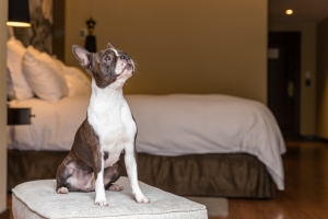 El Country Club Lima Hotel lanza la &ldquo;Suite Dog Friendly&rdquo;
