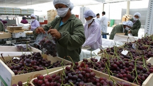Ministro Edgar V&aacute;squez: cuatro mil millones de consumidores del mundo pueden disfrutar de los productos peruanos