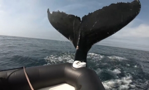 Turistas fueron asustados por una ballena jorobada mientras navegaban por el mar de Canad&aacute; (V&Iacute;DEO)