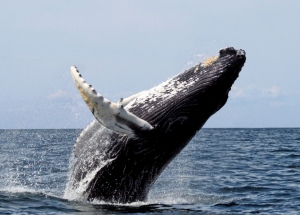Ecuador: temporada de avistamiento de ballenas jorobadas se inici&oacute; en provincia de El Oro
